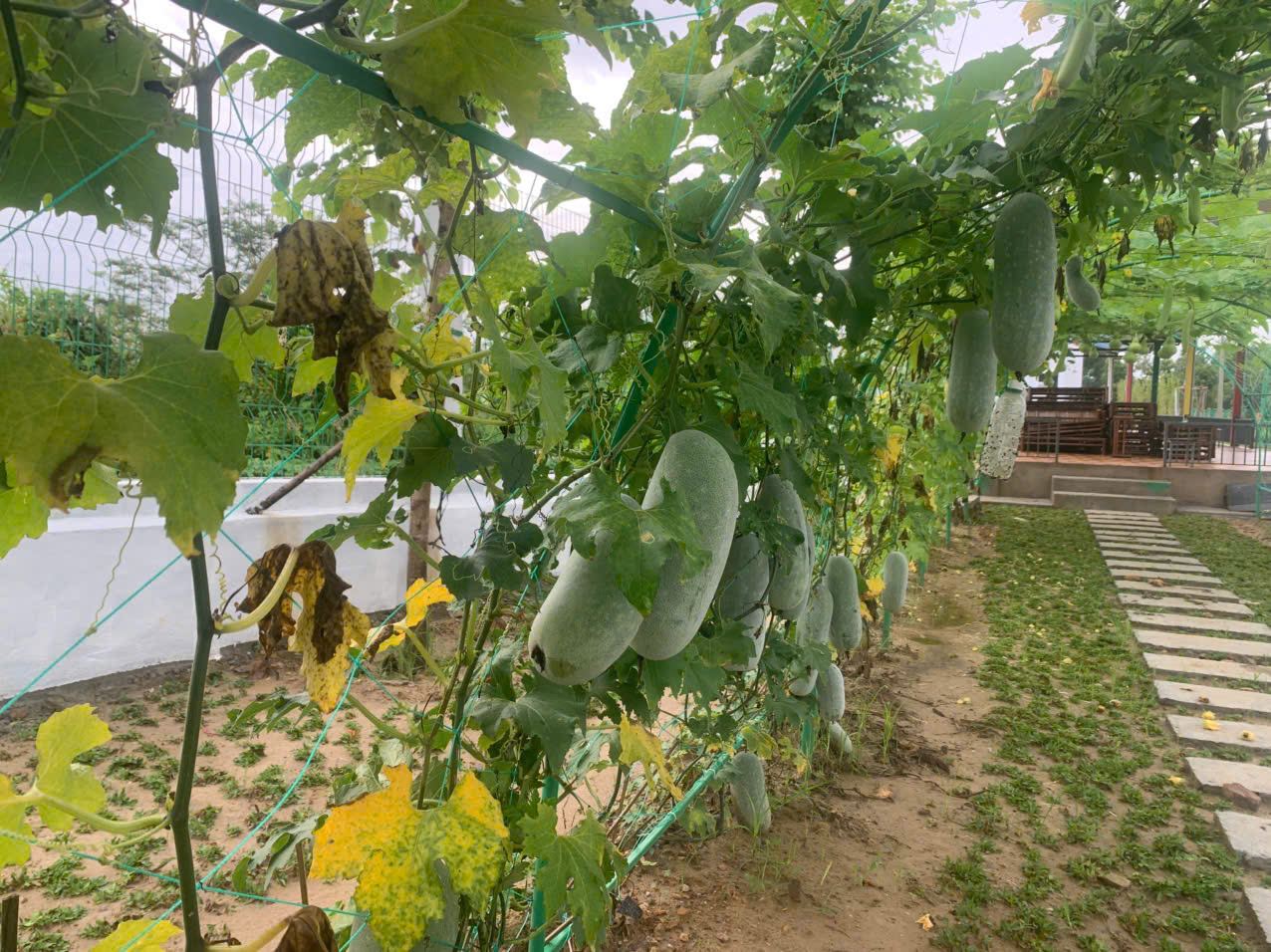 Đường hầm giàn bầu xanh mát tại Vương Quốc Xanh